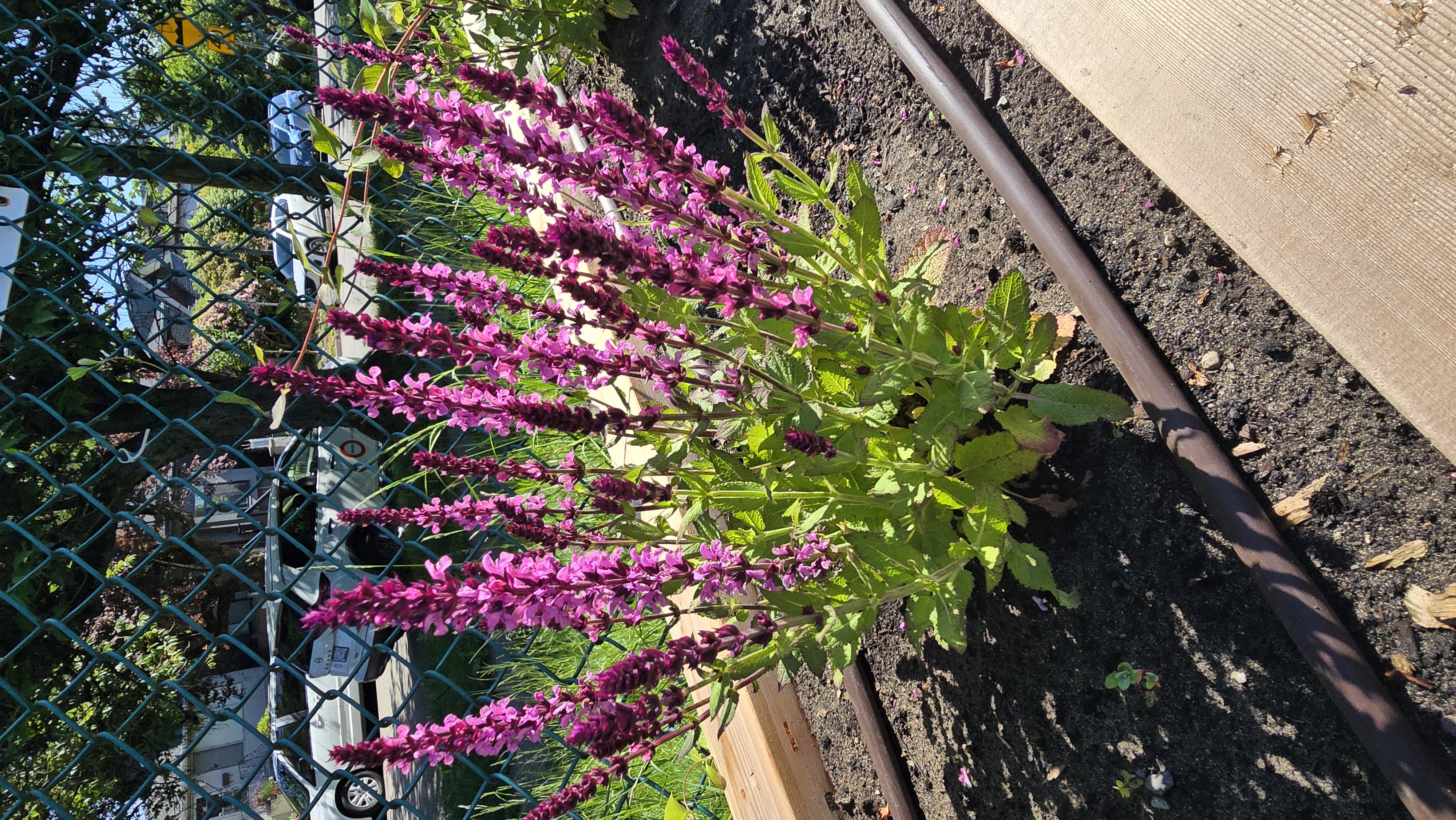 Garden detail
